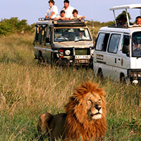 Luxury Safari